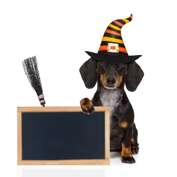 Halloween  ghost  dog trick or treat — Stock Photo, Image