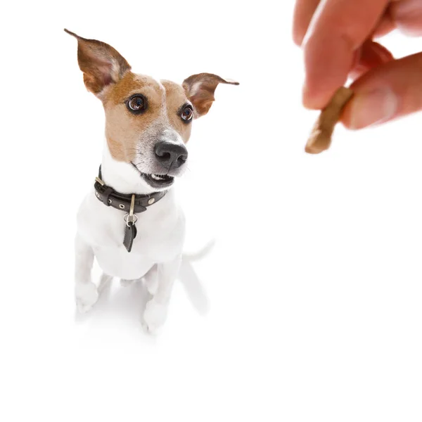 Dog  treat with owner — Stock Photo, Image