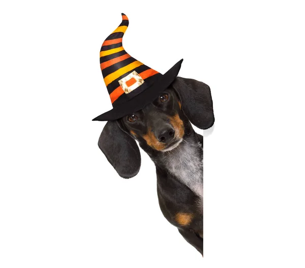 Halloween Geisterhund Trick oder Leckerbissen — Stockfoto