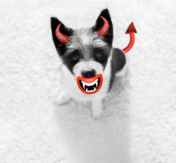 ハロウィーンの幽霊犬のトリック ・ オア ・ トリート — ストック写真