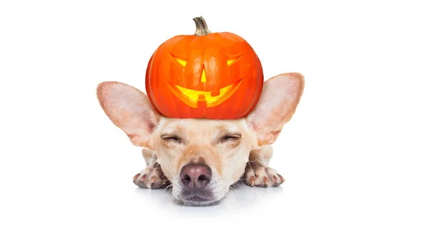 Halloween spöke hund Bus eller godis — Stockfoto