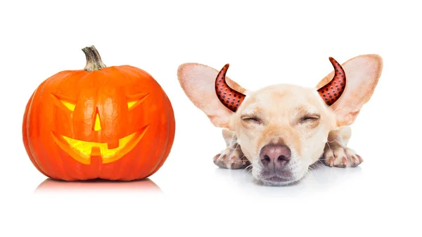Halloween fantôme chien tour ou traiter — Photo