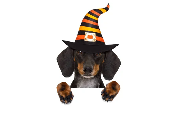 Halloween spöke hund Bus eller godis — Stockfoto