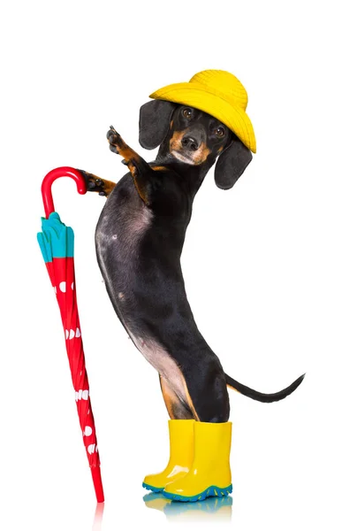 Sausage dachshund umbrella rain dog — Stock Photo, Image