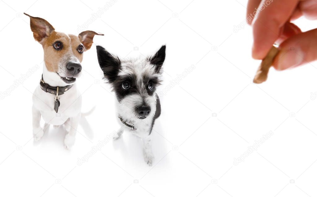 dogs  treat with owner