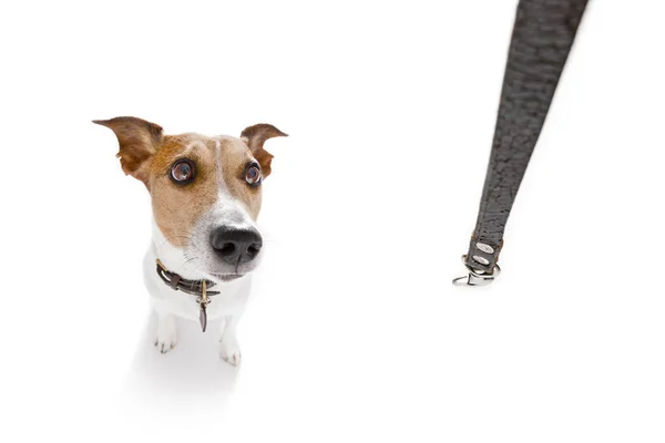 Hond met leiband te wachten voor een wandeling — Stockfoto