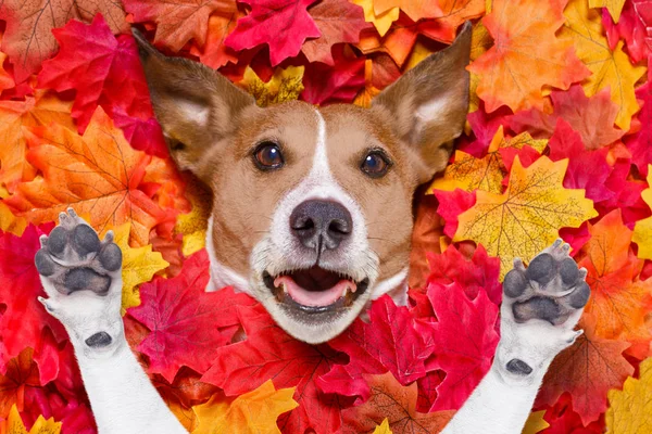 Autmn autunno foglie sorpreso cane — Foto Stock