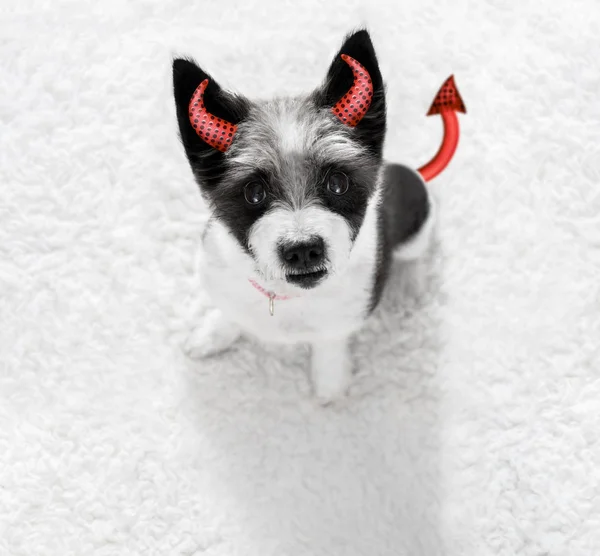 Halloween szellem kutya fogás vagy élvezet — Stock Fotó