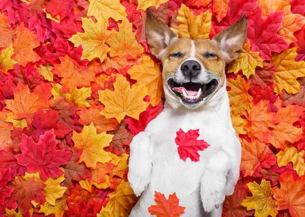 Zrušena podzim listí pes — Stock fotografie