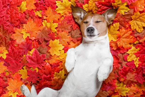 Der Herbst hinterlässt Hund — Stockfoto