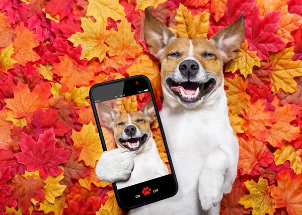 Autmn höst bladen hund selfie — Stockfoto