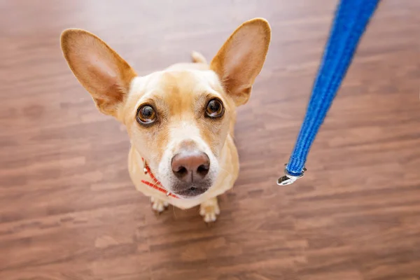 Cão com trela espera por um passeio — Fotografia de Stock