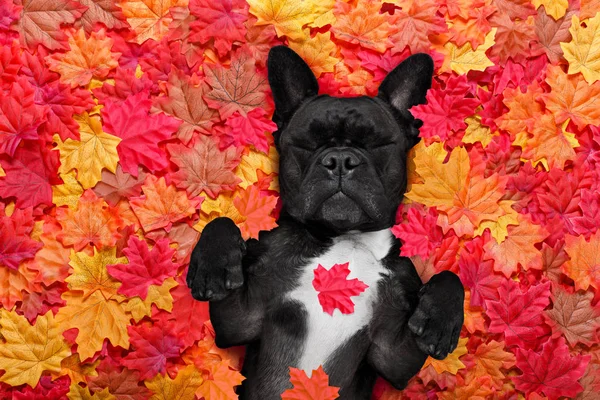 Autmn őszi levelek kutya — Stock Fotó