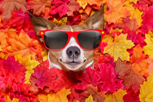 Автономне листя собаки падіння — стокове фото