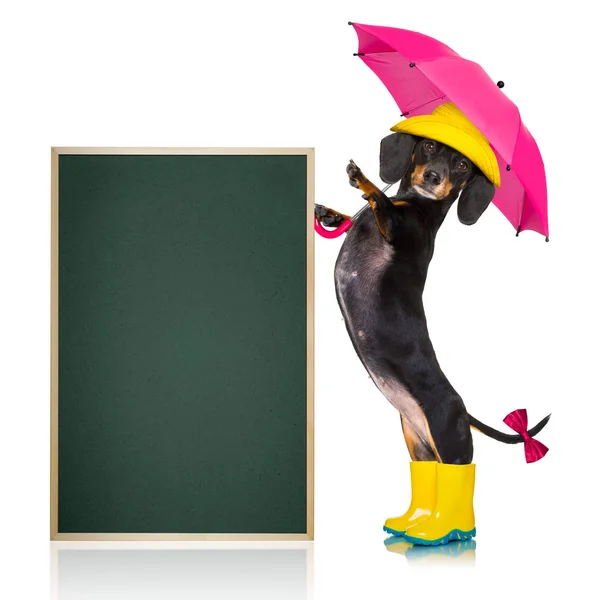 Sosis dachshund umbrella rain dog — Stok Foto