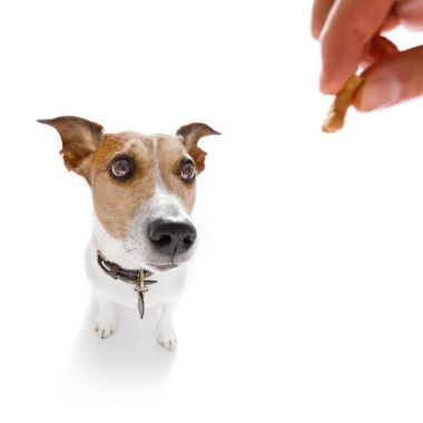 sahibi ile köpek tedavi