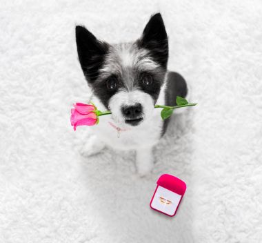 evlilik yüzüğü ile evlilik teklifi köpek 