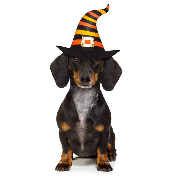 Halloween fantasma perro truco o tratar — Foto de Stock