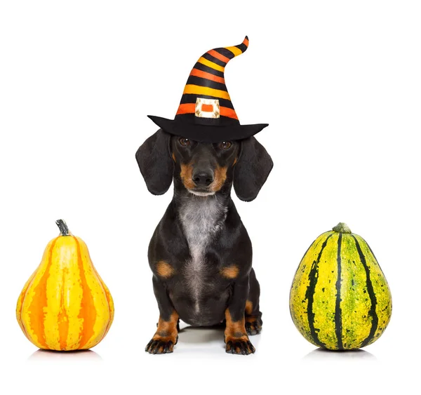 Halloween ghost dog trick or treat — Stockfoto