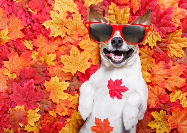 Autmn herfst bladeren hond — Stockfoto