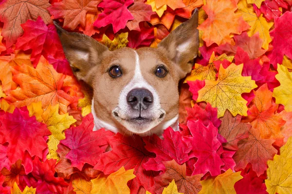 Sonbahar sonbahar yaprakları köpek — Stok fotoğraf