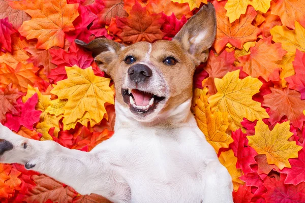 Autmn autunno foglie cane selfie — Foto Stock