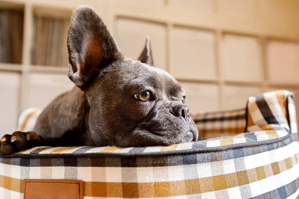 Hund vilar på sängen hemma — Stockfoto