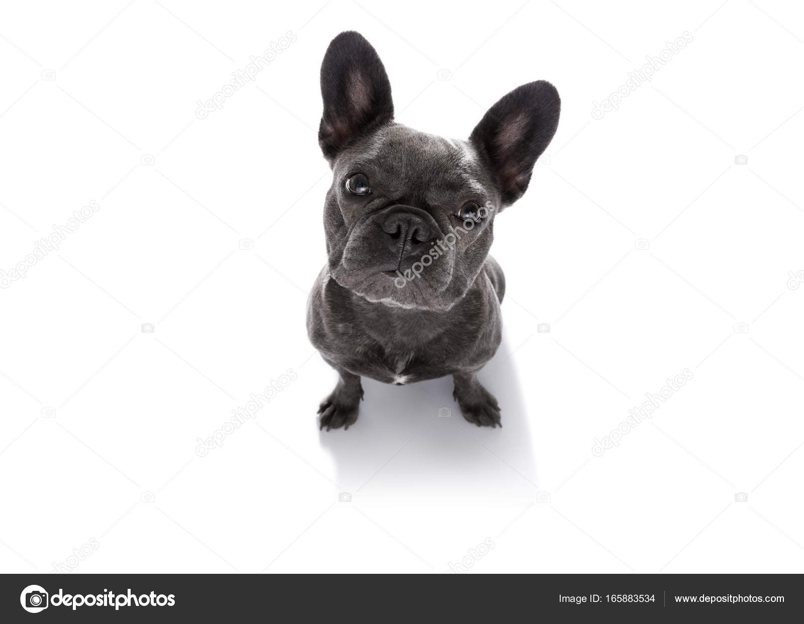 Bouchent Les Curieux Lève Les Yeux Chien Photographie