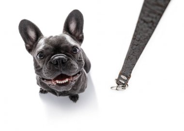 dog  with leash waiting for a walk  clipart