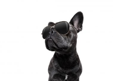 köpek güneş gözlüğü ile poz