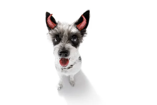 Halloween fantasma cane trucco o trattare — Foto Stock