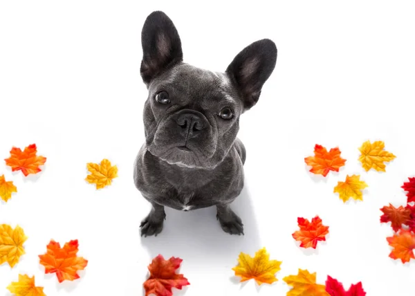 Närbild nyfiken hund ser upp — Stockfoto