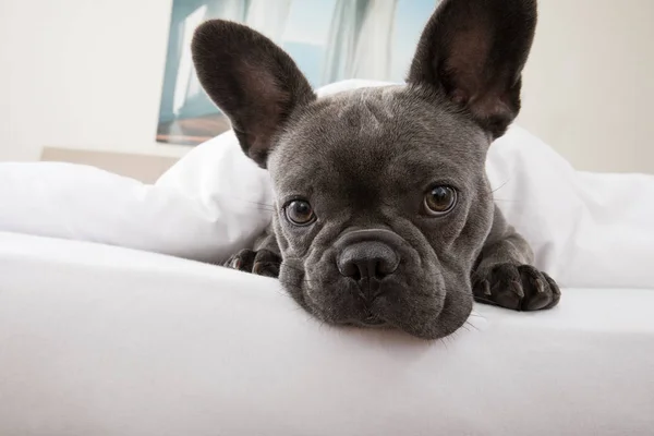 Hund ruht zu Hause auf Bett — Stockfoto