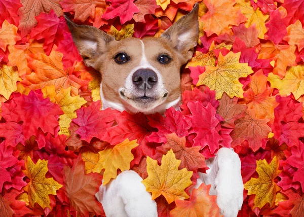 Autunno autunno foglie cane — Foto Stock