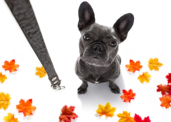 Cão com trela à espera de um passeio — Fotografia de Stock