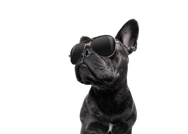 Poserar hund med solglasögon — Stockfoto