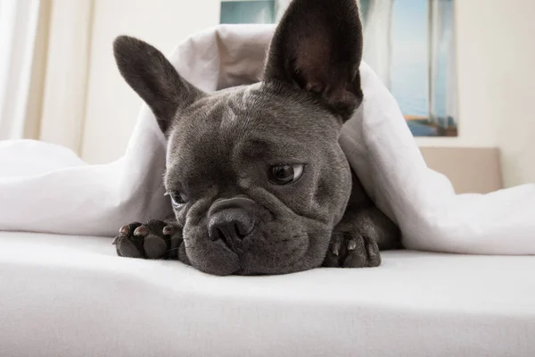 Köpek evde yatakta dinleniyor. — Stok fotoğraf