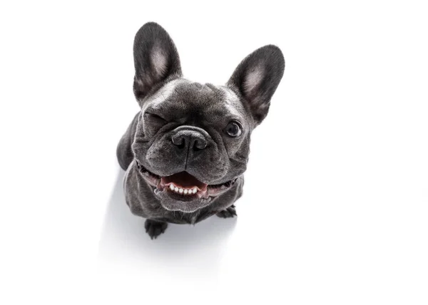 Close up curious dog looks up — Stock Photo, Image