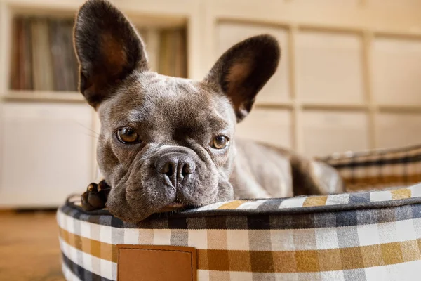 Собака отдыхает дома на кровати — стоковое фото
