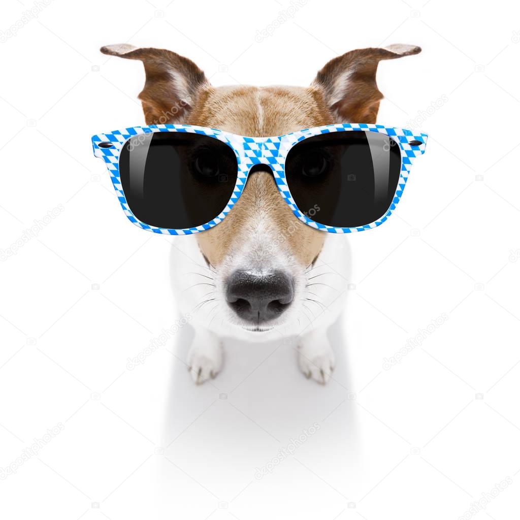 bavarian dog with sunglasses 