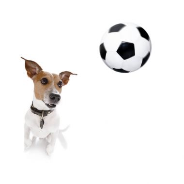 Futbol kaniş köpek