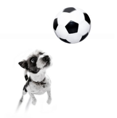 Futbol kaniş köpek