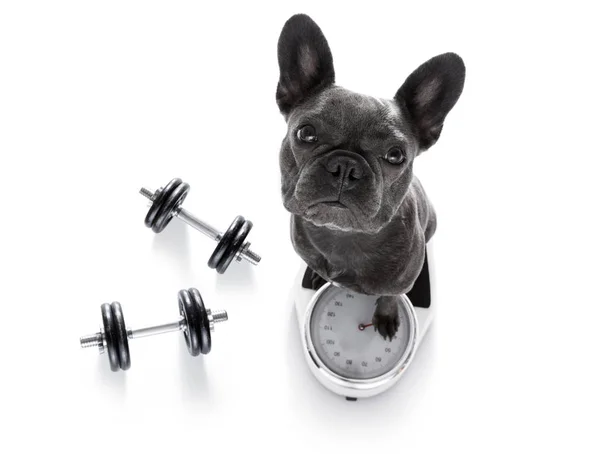 Dog on scale , with overweight — Stock Photo, Image