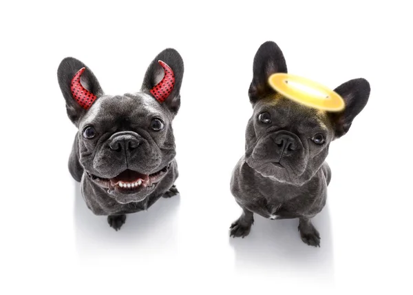 Right and wrong dogs — Stock Photo, Image