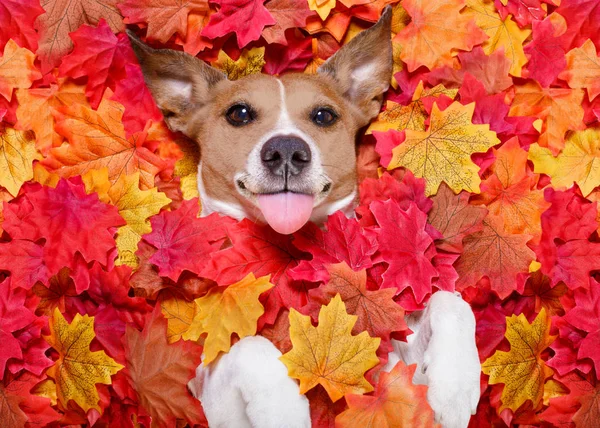 Autunno autunno foglie cane — Foto Stock