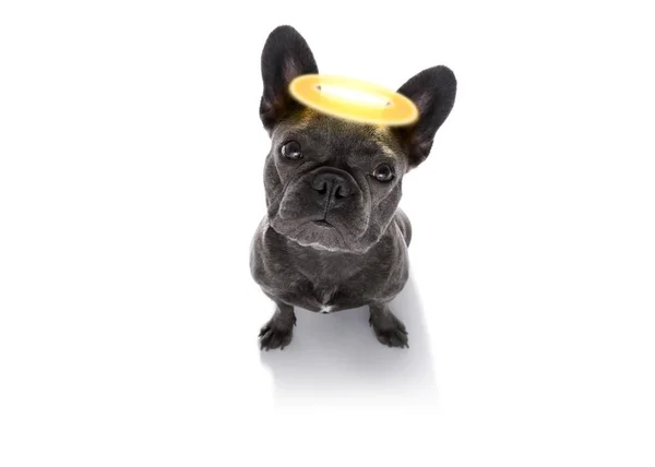 Angel dog with halo — Stock Photo, Image