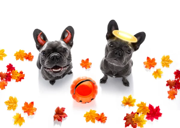 Halloween  ghost  dogs trick or treat — Stock Photo, Image