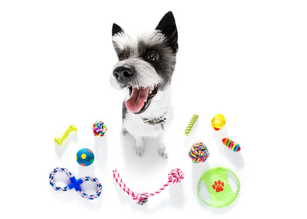 Собака с домашними игрушками — стоковое фото