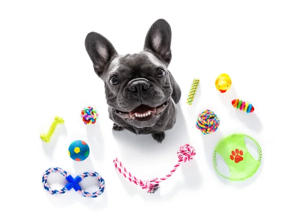 Cão com brinquedos de estimação — Fotografia de Stock