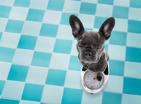 Hund auf Waage, mit Übergewicht — Stockfoto